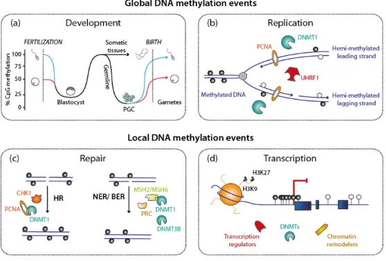 Figure 2. Biological processes involving DNA methylation, DNA methyltransferases (DNMTs) and  keys partners