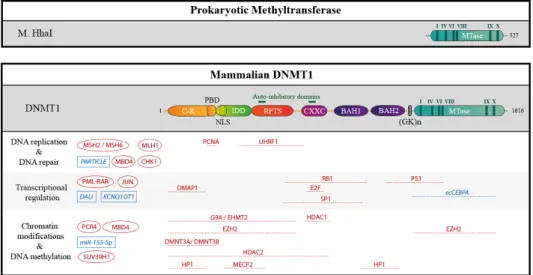 Figure 4. Schematic structure of the prokaryotic methyltransferase M. HhaI, compare to DNMT1 and  partners