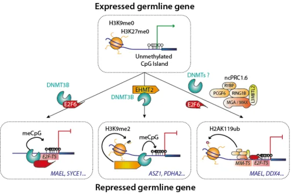 Figure 6. Silencing of the germline genes during implantation. Different complexes are involved in  the silencing of germline genes