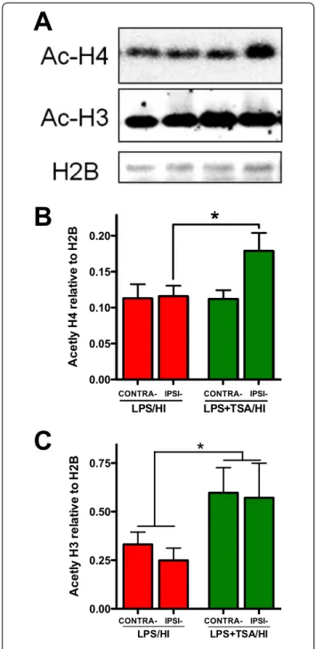 Figure 3 Trichostatin A (TSA) persistently increases histone acetylation at 24 hours after injury