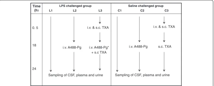Figure 1 Diagram of rat inflammatory model and study design. Rats were separated in six groups (three rats per group)