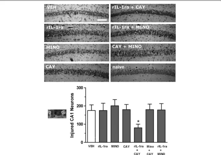 Figure 2 Neuronal injury in hippocampal CA1 subfield after co-administration of anti-inflammatory drugs against LPS + pilocarpine- pilocarpine-induced SE in 2-week-old rats