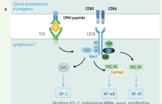 Figure 1. Principaux mécanismes de régulation de l’activation du lymphocyte T dépendante d’un signal TCR