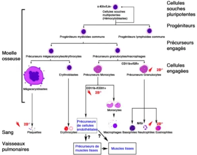 Figure  3  -  Les  récepteurs  5-HT 2B   régulent  la  différenciation  et  la  mobilisation  de  précurseurs  hématopoïétiques  -  Les  cellules  souches  hématopoïétiques  impliquent  la  sérotonine  et  plusieurs  récepteurs  dont  le  récepteur  5-HT 2