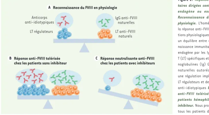 Figure 1. Réponses immuni- immuni-taires dirigées contre le FVIII  endogène ou exogène