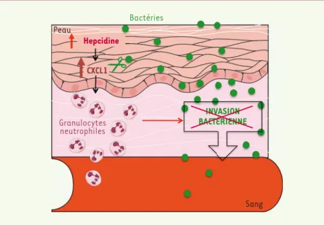 Figure 1. L’hepcidine produite par la peau augmente le recrutement des granulocytes neutrophiles  au site d’infection et empêche l’invasion bactérienne