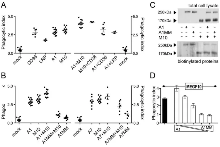 Figure 3. ABCA1 and MEGF10 cooperation during engulfment.