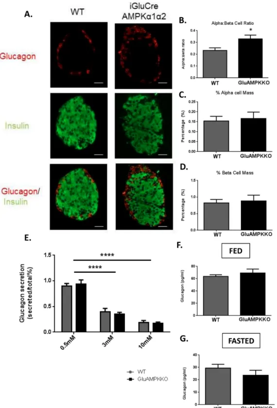 Fig 5. AMPK α 1, α 2KO has no effect on α -cell mass or glucagon secretion in male mice