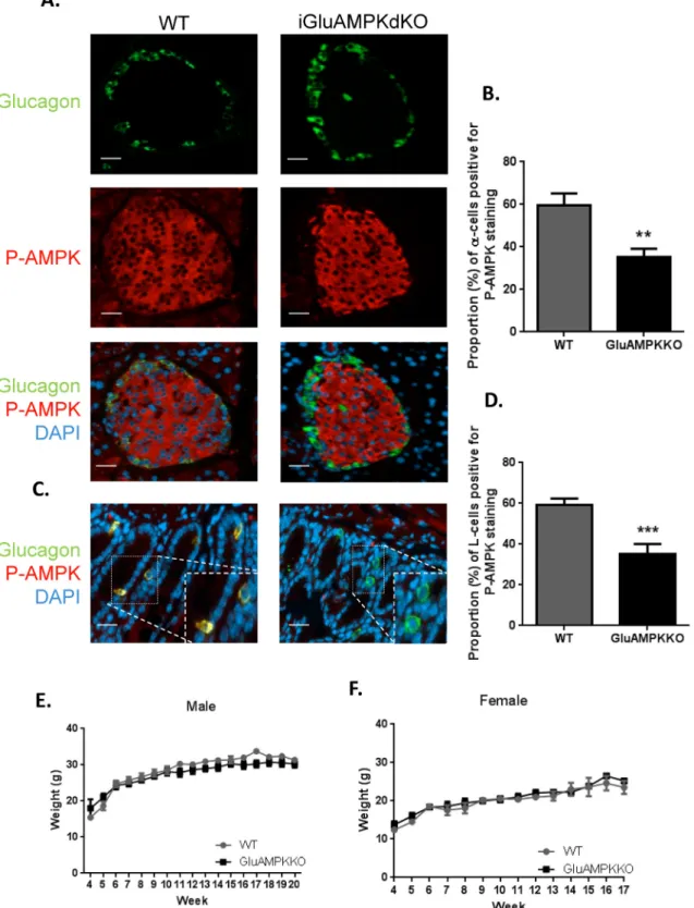 Fig 1. AMPK is deleted selectively in pancreatic α -cells and enteroendocrine L-cells in iGlu AMPKdKO mice