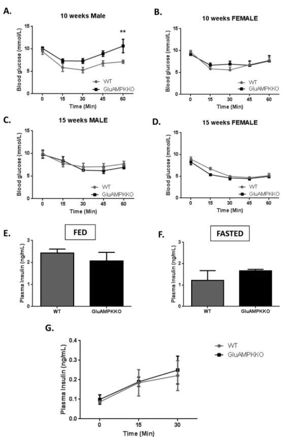 Fig 3. AMPK α 1 and - α 2 deletion has no or minor effects on glycaemia after insulin injection, or on circulating insulin levels