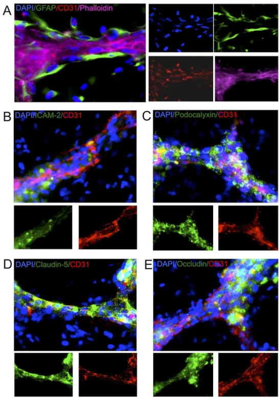 Figure 7. Cytoarchitectural characterization of vessel-like structures. (A) Astrocytes (monoclonal GFAP+ cells) form a layer of support around endothelial cells that organize into tubular structures readily identified by phalloidin