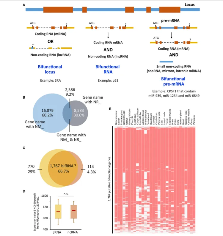 FIGURE 1 | (A) Representation of the three ways to achieve bifunctionality. Genomic/intronic regions are in blue, exonic regions are in orange (coding sequences) or yellow (non-coding sequences)