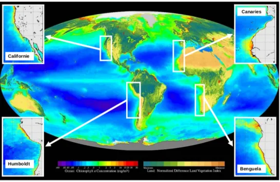 Fig. 2.5: Concentration moyenne de Chlorophylle -a en surface sur la période 09/1997-08/2000 à partir des données satellite SeaWiFs (NASA/Goddard Space Flight Center)