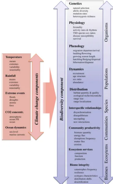 Figure 4  Synthèse des principaux éléments prédits avec le changement climatique et  des principaux effets potentiels prédits classés par niveaux d’organisation de la  biodiversité (Bellard et al., 2012) 
