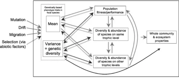 Figure 5 Schéma des effets potentiels directs, flèches noires, et indirects, flèches grises,  des processus sous-jacents de la diversité génétique sur les propriétés écologiques des  populations, des communautés et des écosystèmes  ainsi que ceux des  effe