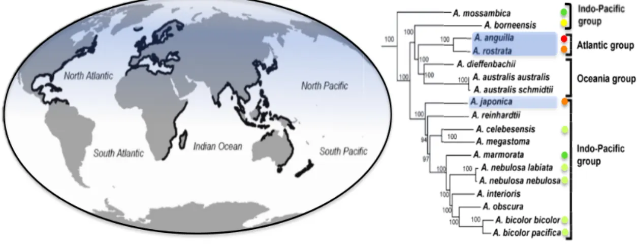 Figure  6  Cartographie de la distribution mondiale du genre Anguilla, épaisse ligne  noire,  et  arbre phylogénétique des 16 espèces et 6 sous espèces de ce genre définies  selon leur statut de conservation (IUCN, 2014) et leur groupe océanique, surlignée