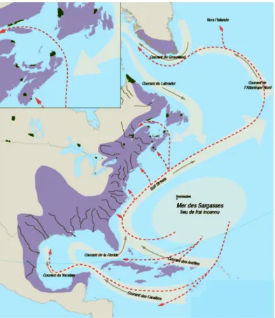 Figure 7 Aire de répartition mondiale d’A. rostrata, zone biogéographique en violet, et  ses déplacements prévus  depuis  sa zone de frai, flèches rouges en pointillées  (DFO, 2011) 