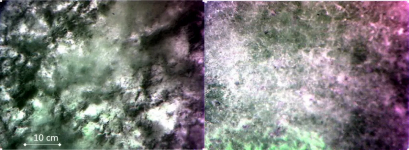 Figure 3. Examples of bottom composition as measured by the underwater in situ camera developed by the SILIOS com- com-pany (station S1)