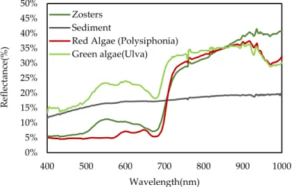 Figure 4. Spectral variation of the reflectance for each bottom class: Zosters (seagrass), Sediments,  and Red and Green algae