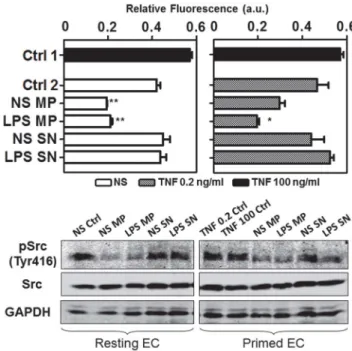 Figure 6. mMP induced protein expression in endothelial cells.