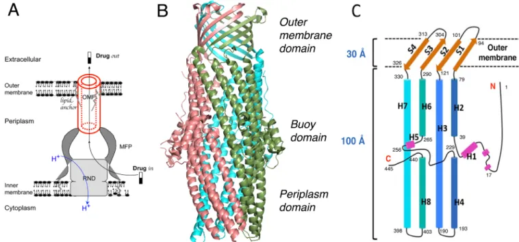 Fig 1. Views of the tripartite assembly of an efflux pump. A: The schematic reconstitution complex supported by microscopy images on the MexAB-OprM in nanodiscs and by the chimeric AcrAB-TolC-AcrZ complex [9]