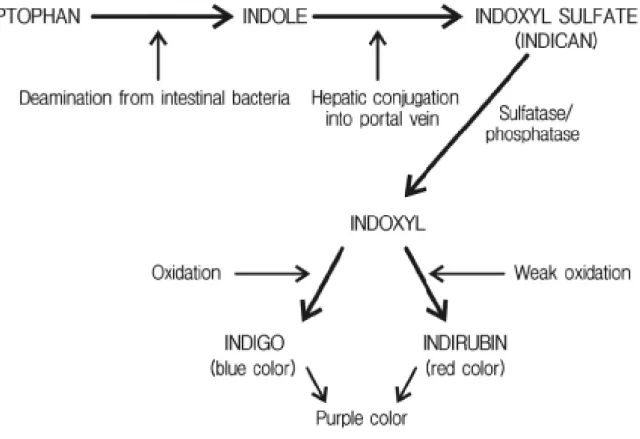 Fig. 3 Production d’indigo par dégradation du tryptophane par les bactéries intestinales