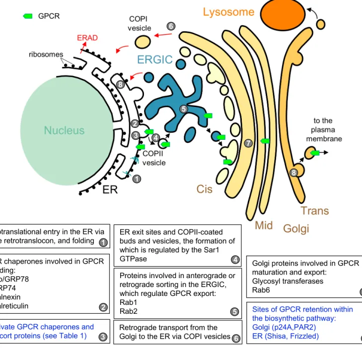 Figure 1. Subcellular events involved in GPCR maturation and cell surface export.