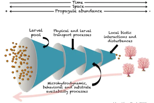 Figure  2.-­‐‑  Schematic  representation  of  the  successive  processes  along  a  benthic  species   life  cycle  driving  realized  connectivity