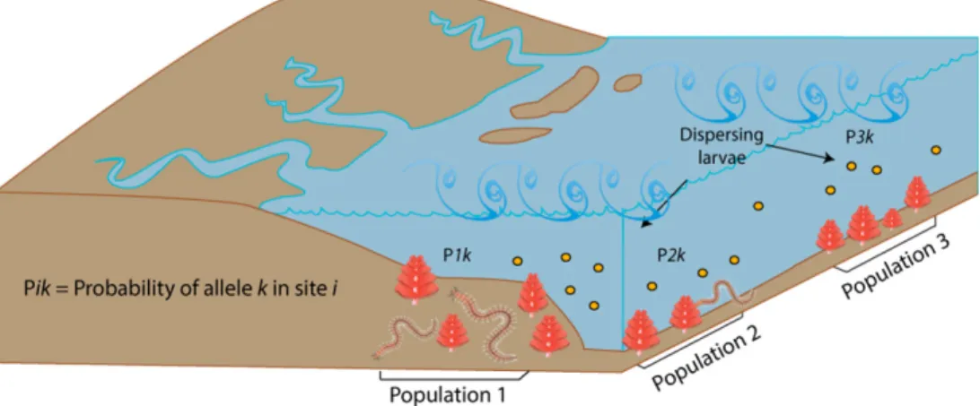 Figure  1.1.-­‐‑  Schematic  representation  of  seascape  genetic  model.  The  frequency  of  each   allele  k  is  calculated  at  any  given  time  in  every  site  i,  as  a  result  of  mixing  between  the   surviving  individuals  with  allele  k  