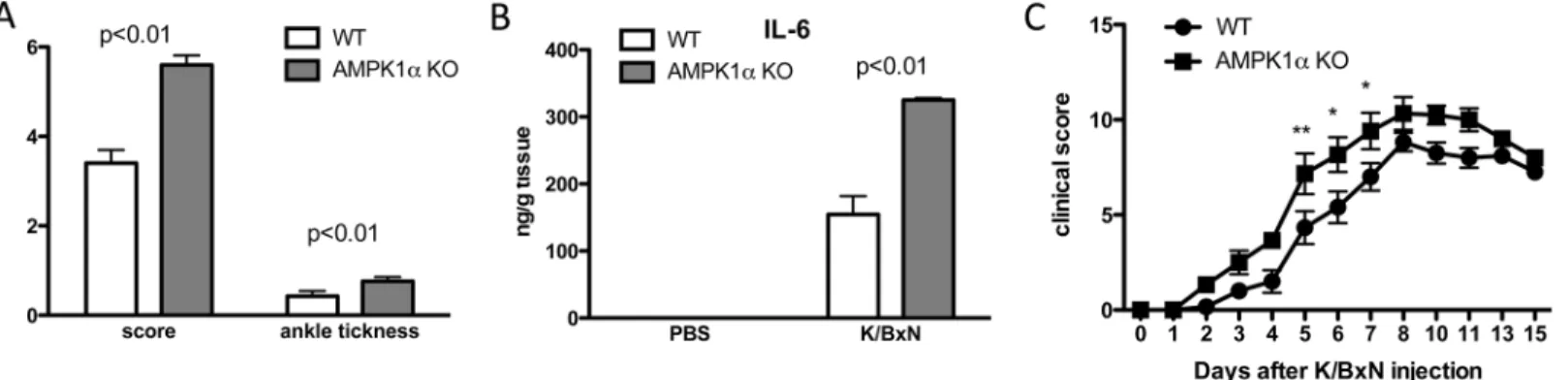 Fig 6. AMPK α 1 deficiency mildly increased clinical arthritis in K/BxN arthritis. WT mice and AMPK α 1 KO were injected with 100 μ l serum from adult K/