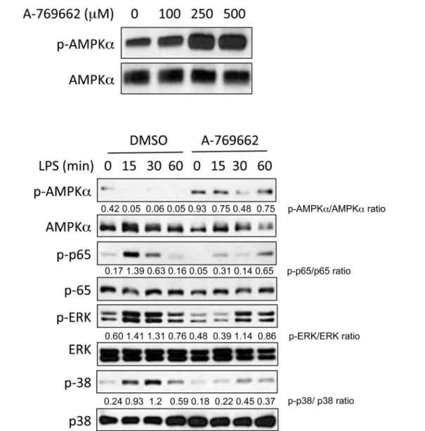Fig 1. A-769662 activated AMPK α and regulated NF- κ B and MAPK signaling in BMDMs. BMDMs were cultured in the presence of different concentrations of A-769662 for 2 hours (A), or BMDMs were pre-treated with A-769662 for 2 hours before stimulated with LPS 