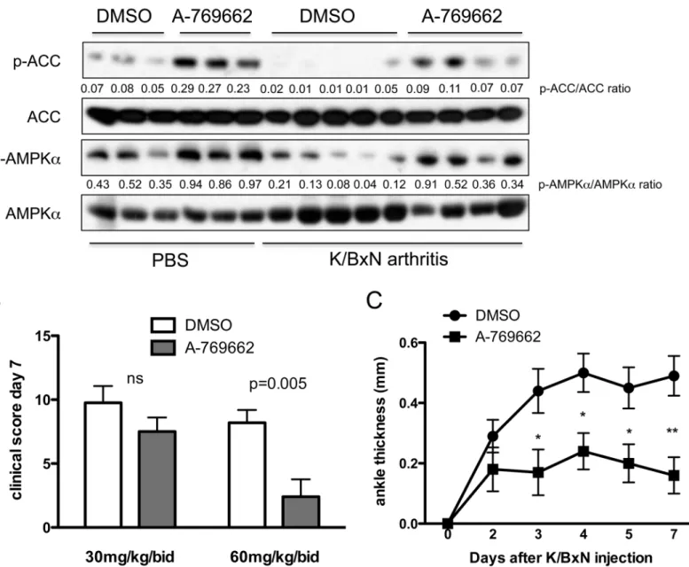 Fig 3. A-769662 treatment activated AMPK in joints and diminished clinical arthritis in passive K/BxN arthritis