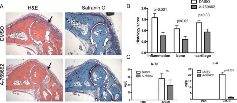 Fig 4. A-769662 treatment abrogated joint damage and IL-6 expression in passive K/BxN arthritis