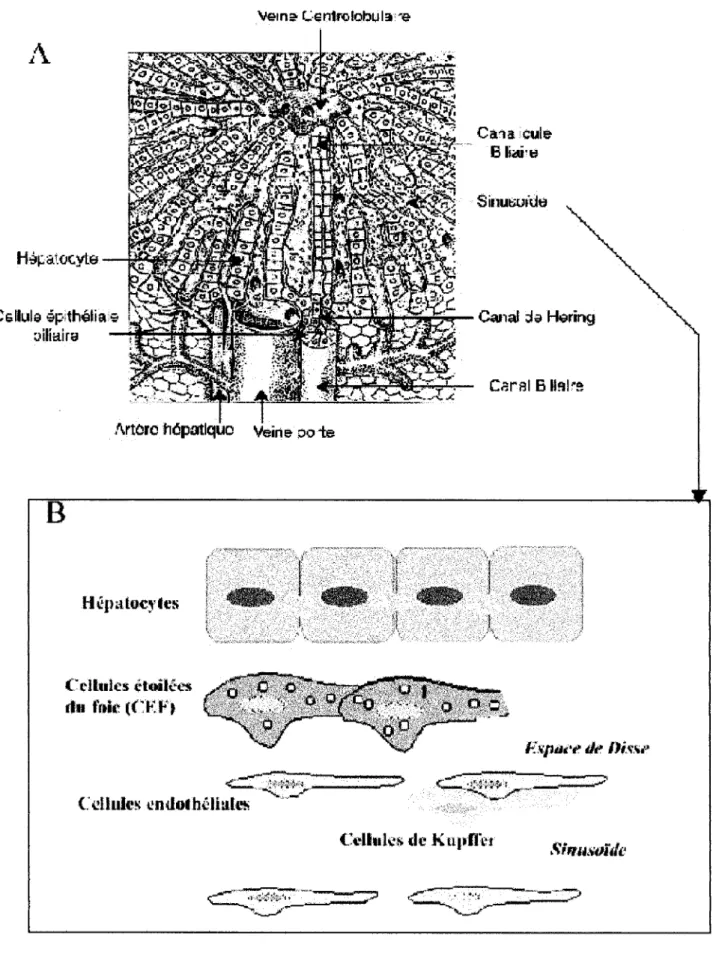 Figure 1 : Anatomie du foie 