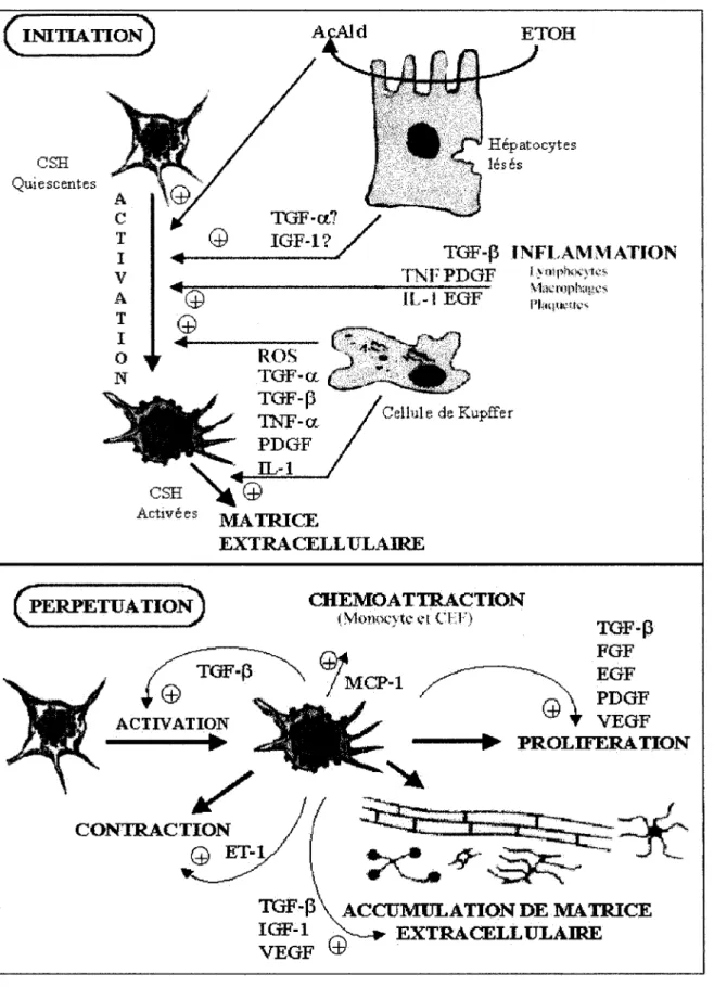 Figure 3: Mécanisme d'activation des cellules étoilées du foie 