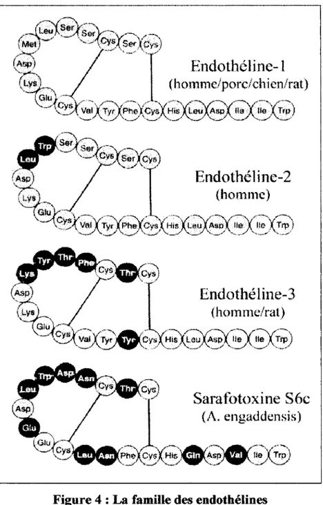 Figure 4 : La famille des endothélines  C.  Structure des gènes des endothélines 