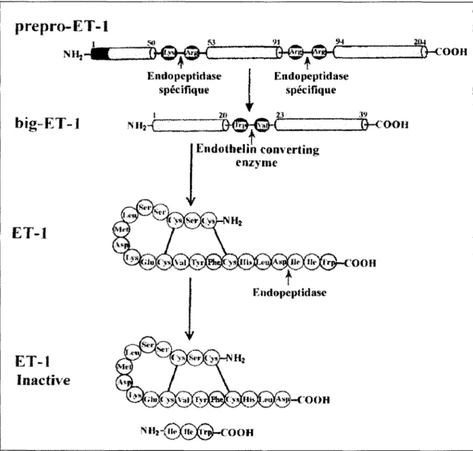 Figure 6: Maturation et inactivation de I'ET-1 