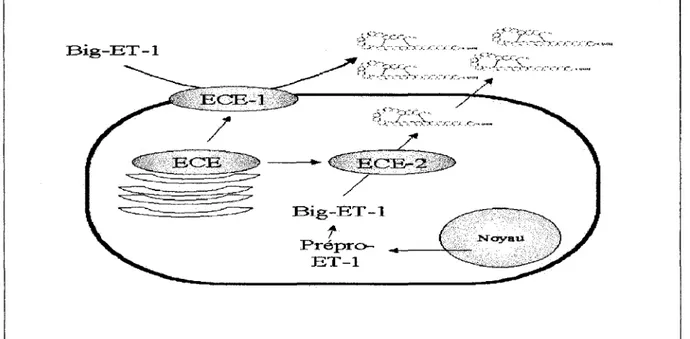 Figure 7 : Voie de synthèse de l'ET -1  c)  Distribution tissulaire des ECE 