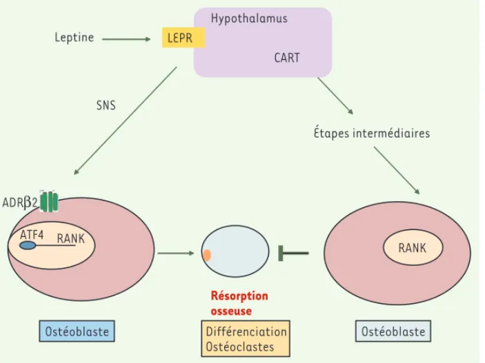 Figure 2. Modèle du contrôle central de la résorption osseuse. La leptine contrôle la résorption  osseuse par deux mécanismes distincts et antagonistes : d’une part, la voie sympathique via son  action sur le récepteur β2-adrénergique et, d’autre part, via