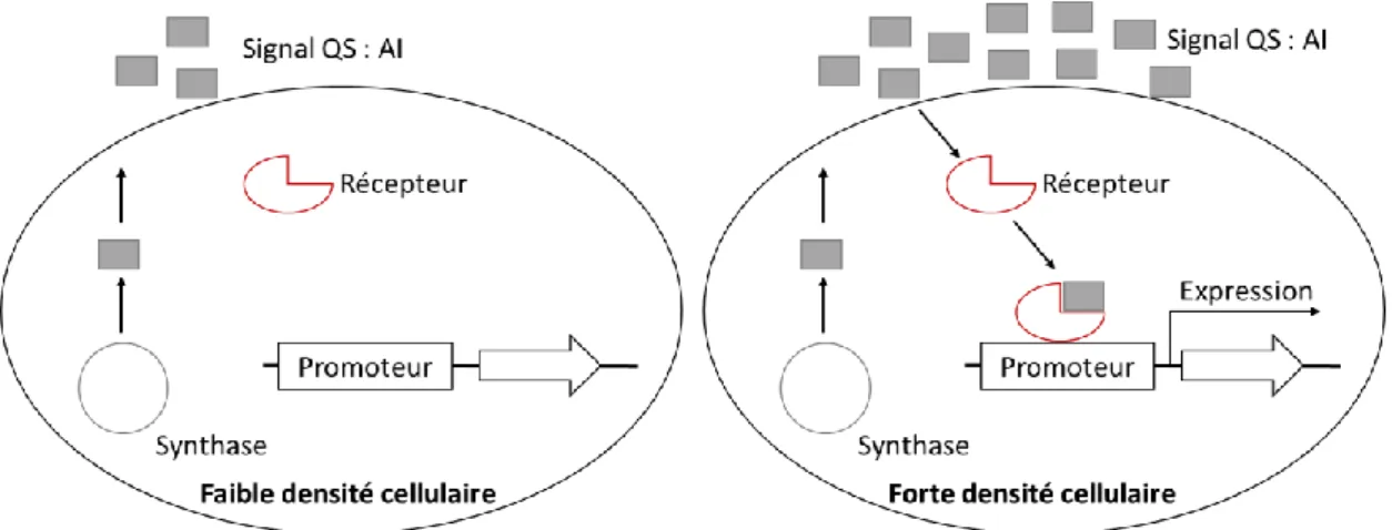 Figure 3. Mécanisme général du QS bactérien. 