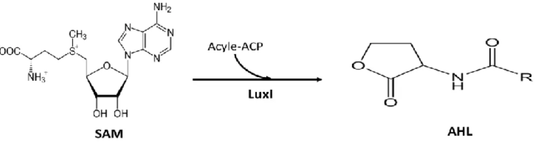 Figure 5. Schéma de la biosynthèse d’une AHL à partir du SAM par une protéine homologue de LuxI 