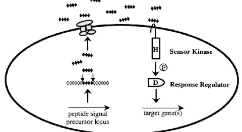 Figure 12. Modèle générale de système de communication QS via des peptides chez les bactéries Gram+ (Miller  and Bassler, 2001)