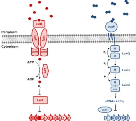 Figure 17. Transduction du signal AI-2 chez les Enterobacteriaceae (à gauche, en rouge) et les Vibrionaceae (à  droite, en bleu) (Rezzonico et al., 2012)