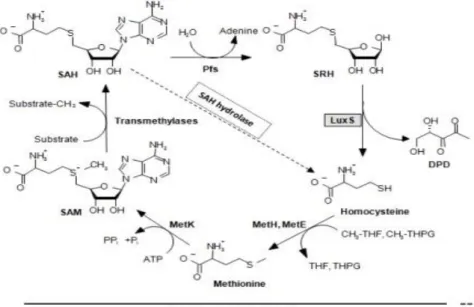 Figure 18. Les deux vois d’hydrolyse de la substance toxique SAH soit par SAH hydrolase soit par Pfs et LuxS  via l’AMC (Activated methyl cycle) en produisant l’AI2 (Rezzonico et al., 2012)