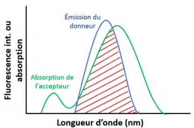 Figure 1.14 – Illustration du recouvrement spectral entre le spectre d’´ emission du donneur et le spectre d’absorption de l’accepteur.