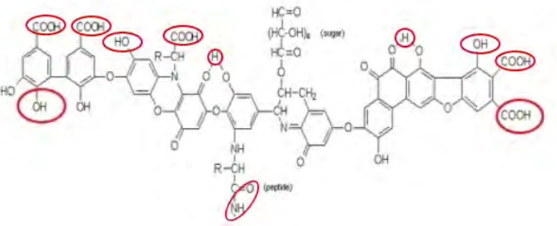 Figure 2.1 – Structure hypoth´ etique d’un acide humique selon Stevenson (1994) et sites (en rouge) de complexation potentiel