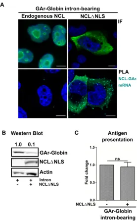 Figure 4. A cytoplasmic NCL suppresses synthesis of full-length pro- pro-tein from GAr-intron-bearing mRNAs but has no effect on antigen  sentation