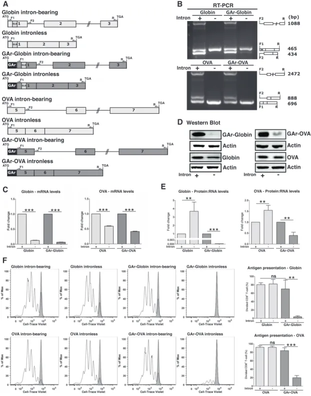 Figure 1. mRNA splicing prevents GAr-mediated suppression of canonical translation and antigen presentation