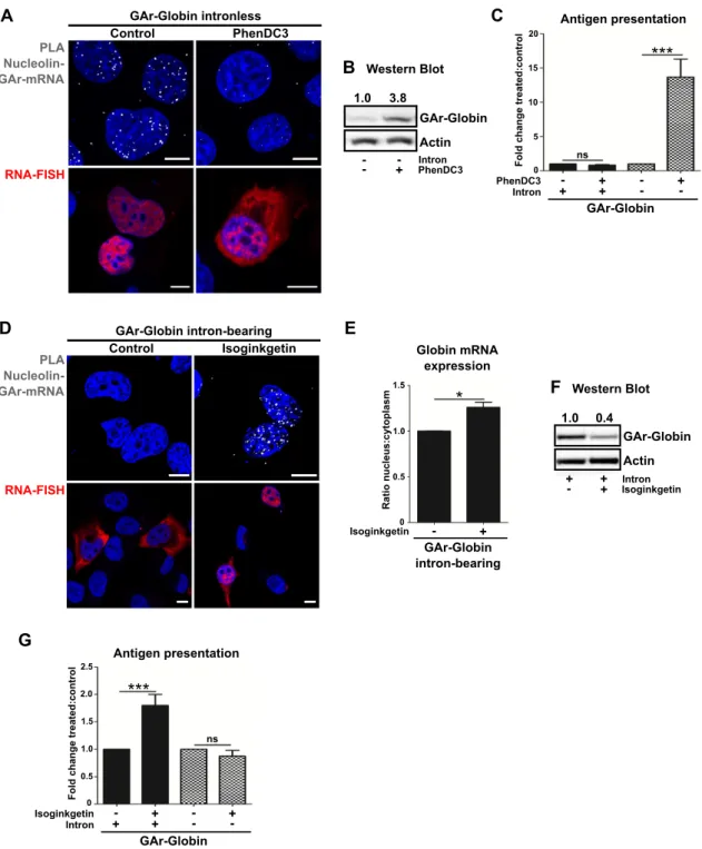 Figure 3. Splicing inhibition induces NCL - GAr mRNA interaction but does not affect the synthesis of antigenic peptides