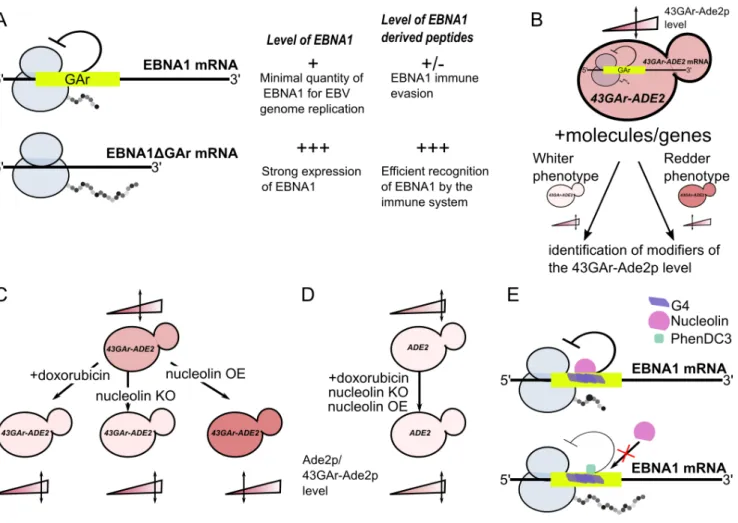 FIGURE  1: Principle  of  the  yeast model  for  EBNA1  stealthiness  and  identification  of  nucleolin  as  a  host  factor  involved  in  this  process